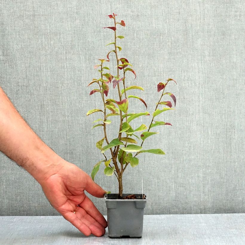 Exemplar von Eisenbaum Persian Spire - Parrotia persica Kleine Töpfe von 8/9 cm wie im Sommer geliefert