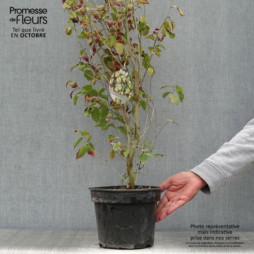 Example of Eisenbaum Persian Spire - Parrotia persica Topf mit 3L/4L as you get in automne