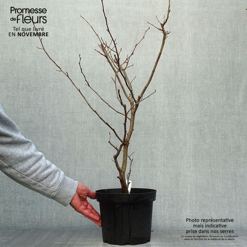 Example of Eisenbaum Vanessa - Parrotia persica Topf mit 4L/5L as you get in automne