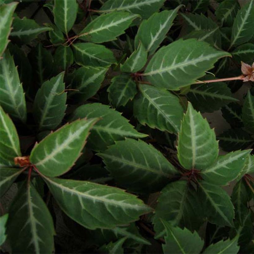 Chinesische Jungfernrebe - Parthenocissus henryana (Foliage)