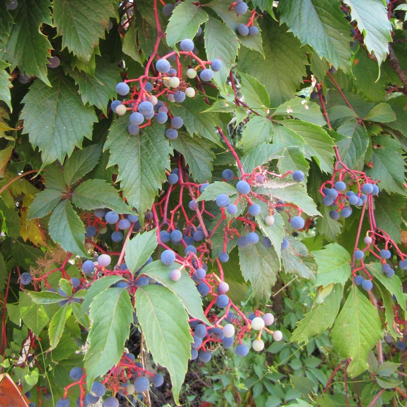 Wilder Wein - Parthenocissus quinquefolia (Foliage)