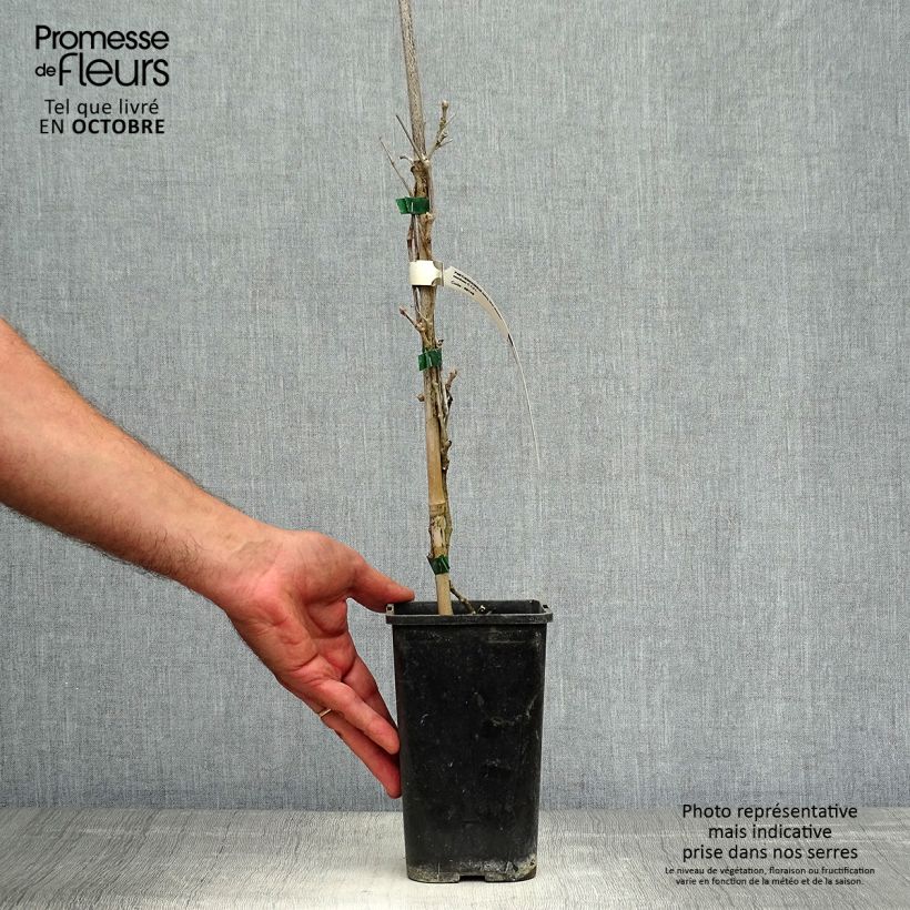 Example of Wilder Wein Star Shower - Parthenocissus quinquefolia Topf mit 1,5L/2L as you get in automne