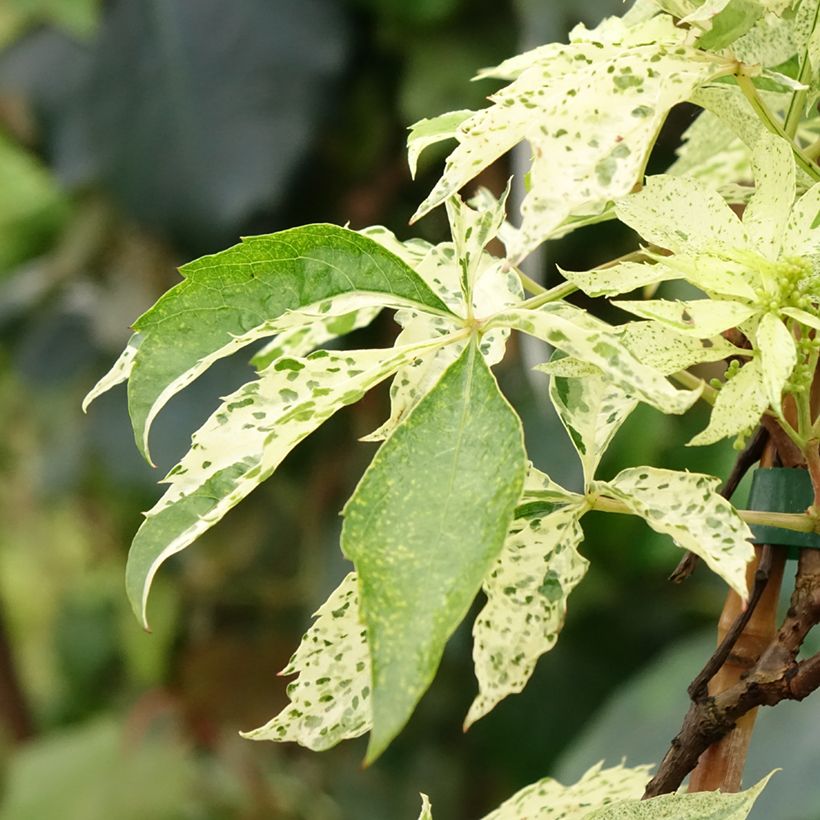 Wilder Wein Star Shower - Parthenocissus quinquefolia (Foliage)