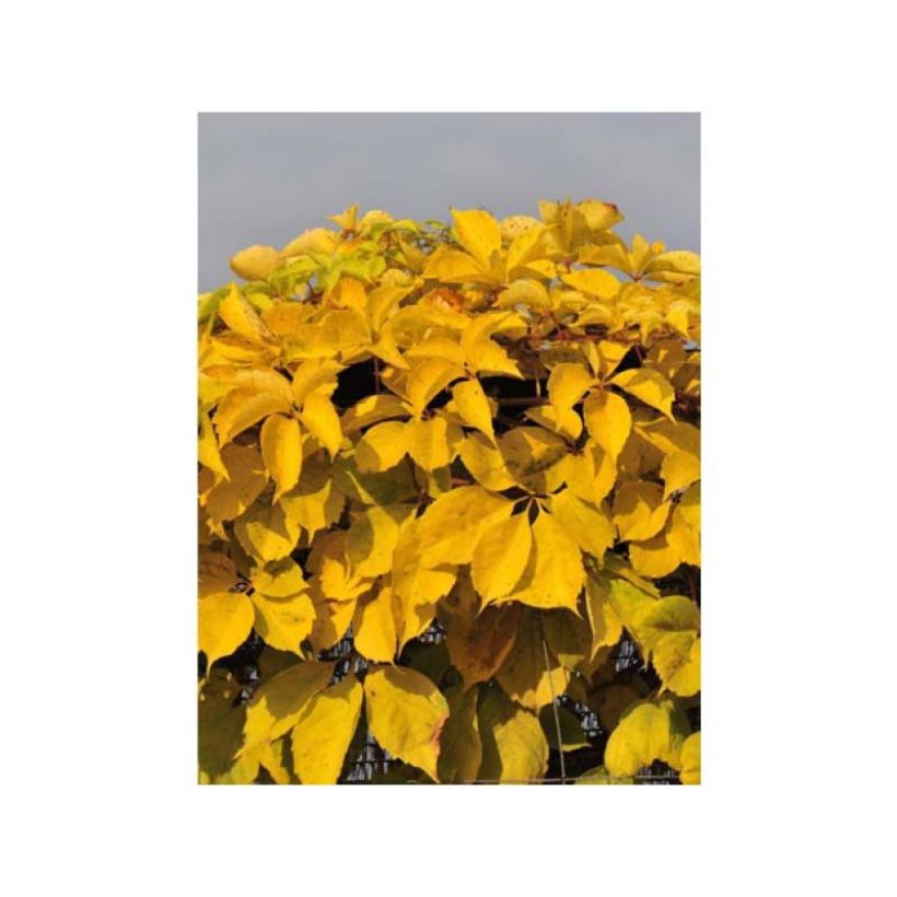 Wilder Wein Yellow Wall - Parthenocissus quinquefolia (Foliage)