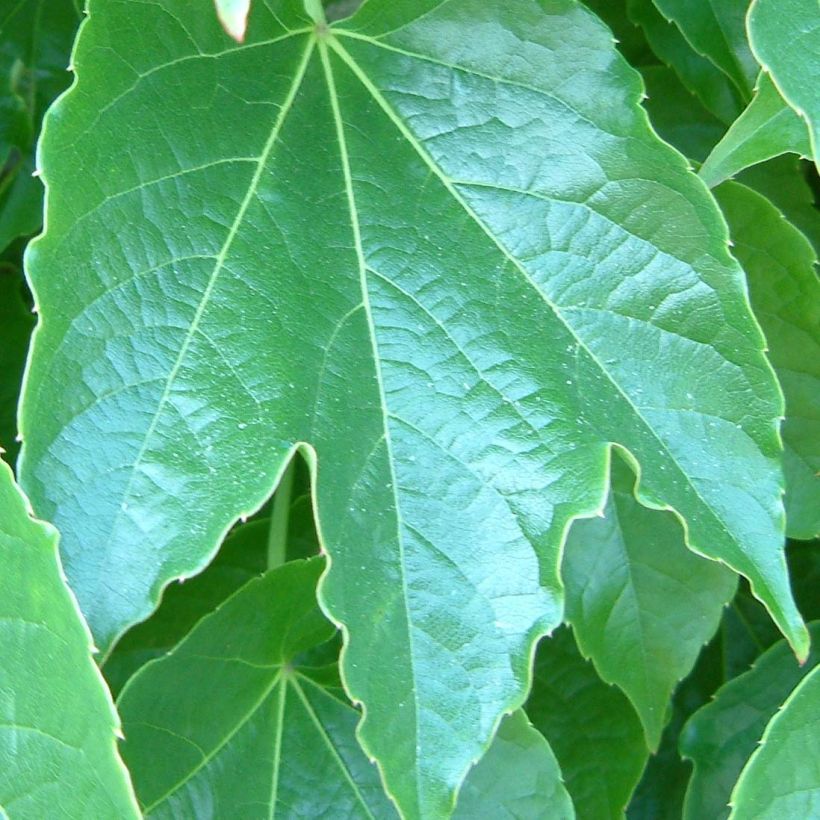 Kletterwein Green Spring - Parthenocissus tricuspidata (Laub)