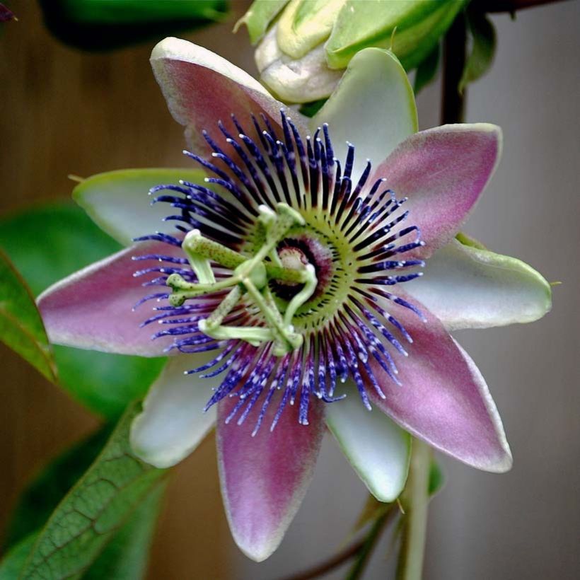 Passionsblume allardii - Passiflora (Flowering)