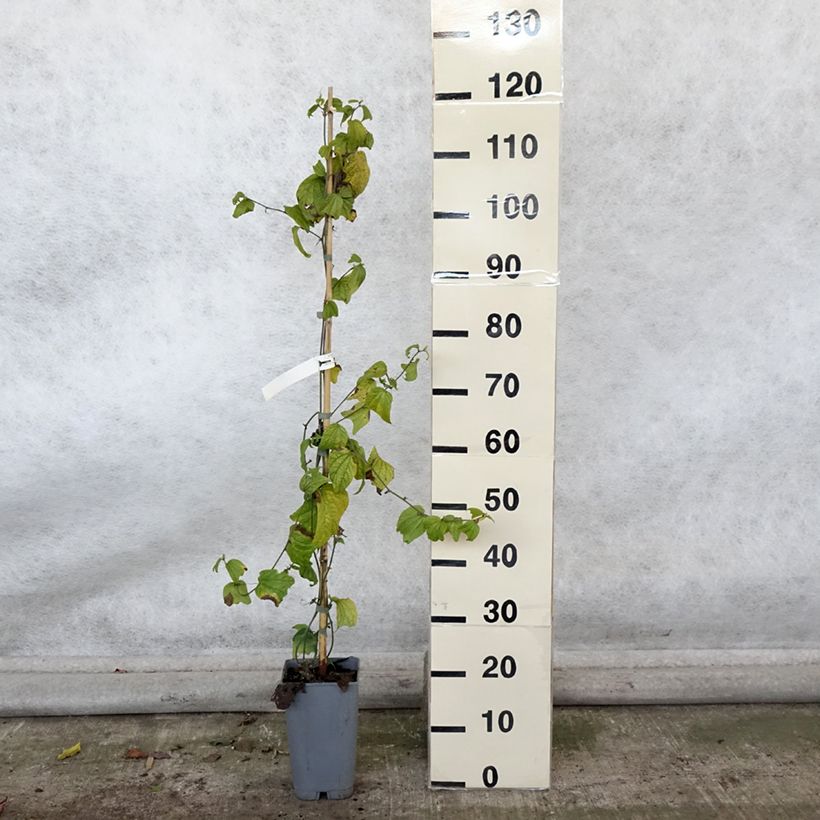 Example of Zitronen gelbe Passionsblume - Passiflora citrina Topf mit 3L/4L as you get in automne