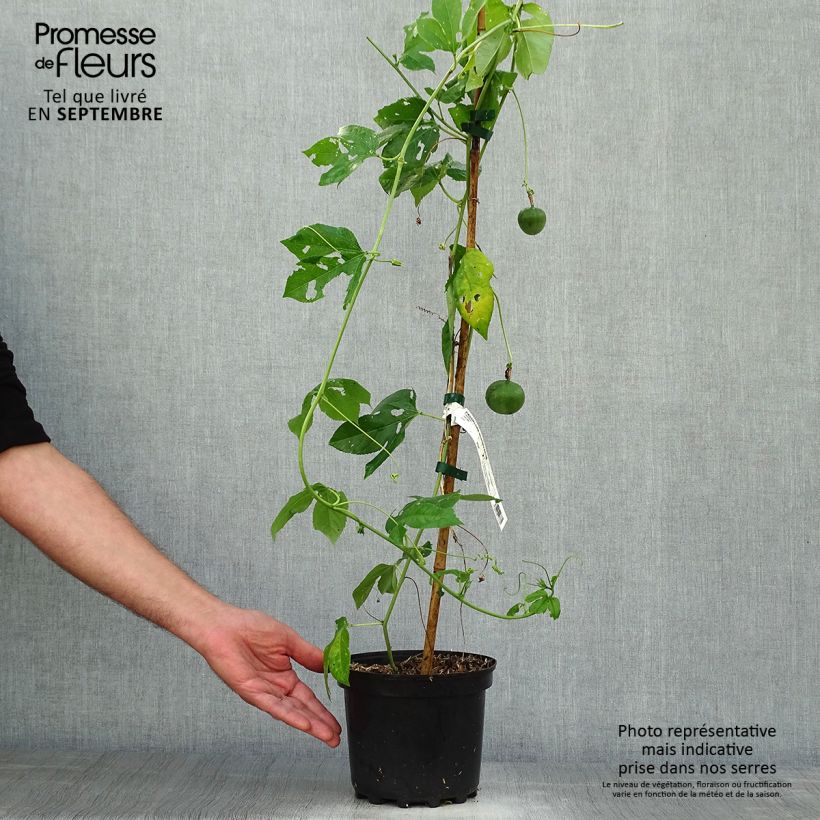 Example of Fleischfarbene Passionsblume - Passiflora incarnata Topf mit 2L/3L as you get in automne