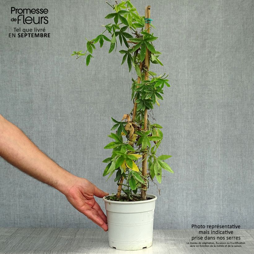 Example of Weiße Passionsblume - Passiflora subpeltata Topf mit 2L/3L as you get in automne