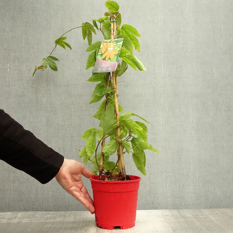 Example of Rote Passionsblume - Passiflora vitifolia Topf mit 2L/3L as you get in automne