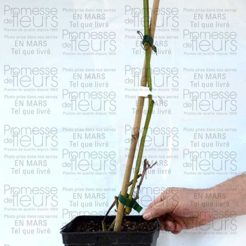 Example of Passionsblume - Passiflora alata Topf mit 1,5L/2L as you get