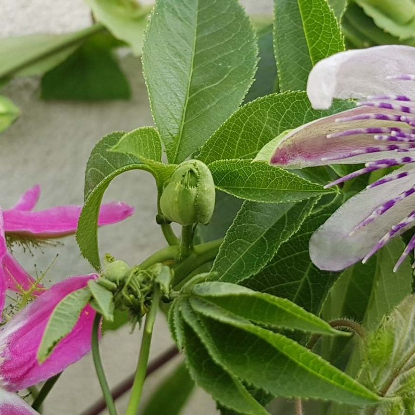 Passionsblume Aurora - Passiflora (Foliage)