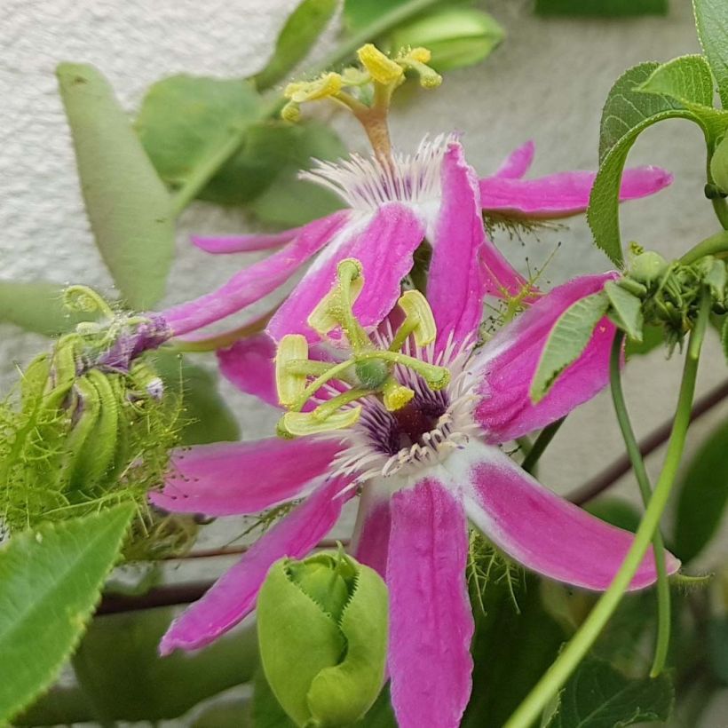 Passionsblume Aurora - Passiflora (Flowering)