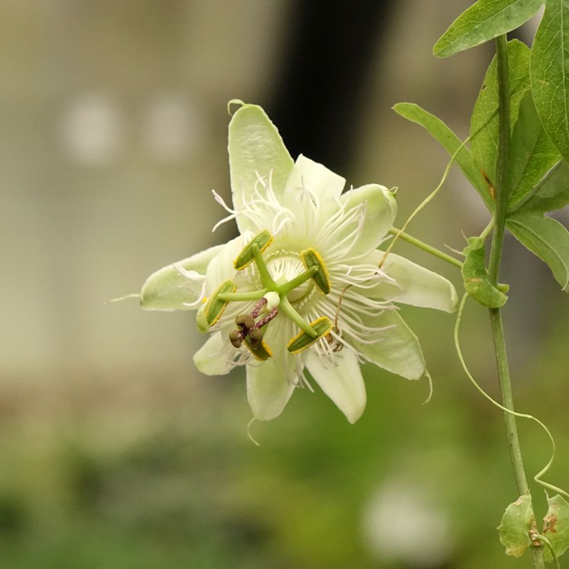 Blaue Passionsblume - Passiflora caerulea (Flowering)