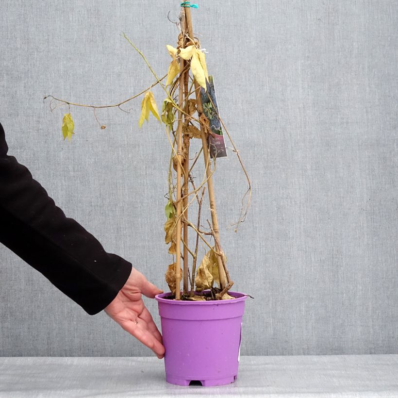 Exemplar von Passionsblume Essenza - Passiflora Topf mit 2L/3L wie im Winter geliefert