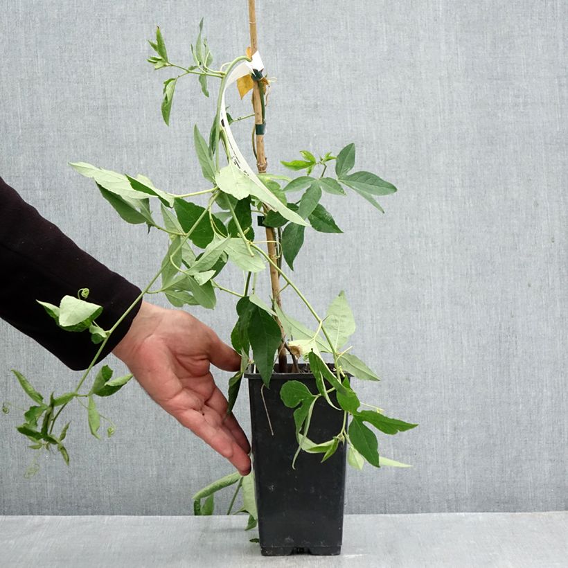 Exemplar von Fleischfarbene Passionsblume Fata Confetto - Passiflora incarnata Topf mit 1,5L/2L wie im Herbst geliefert