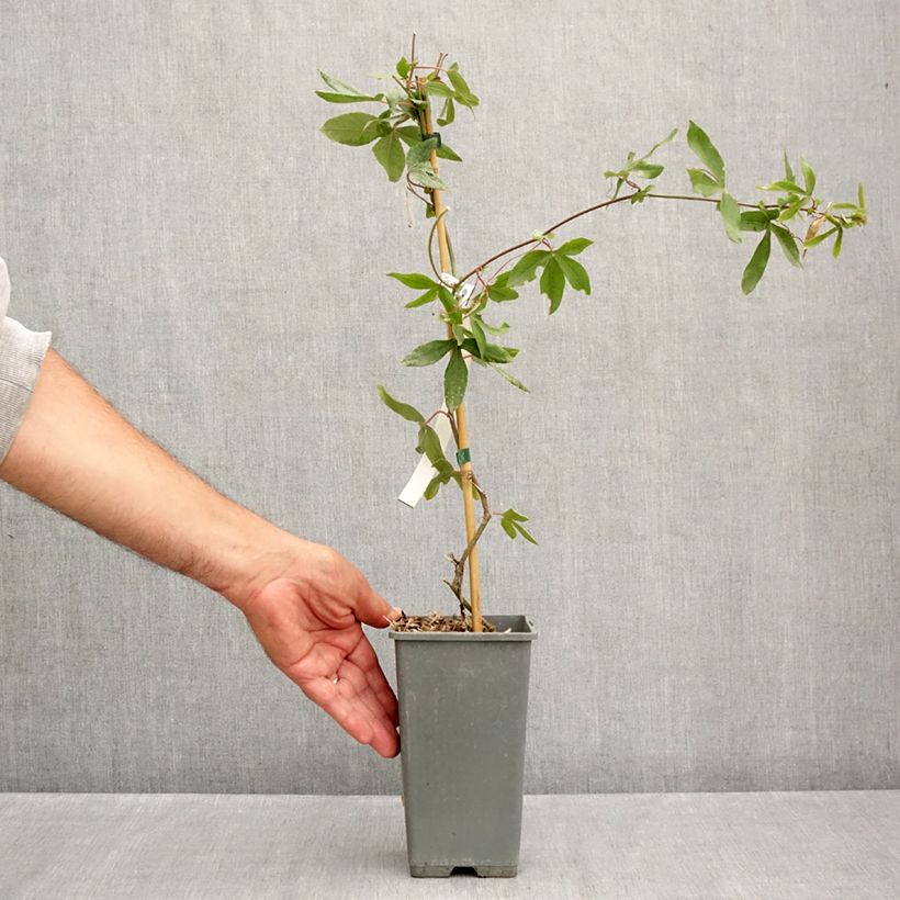 Exemplar von Blaue Passionsblume Clear Sky - Passiflora caerulea Topf mit 1,5L/2L wie im Sommer geliefert