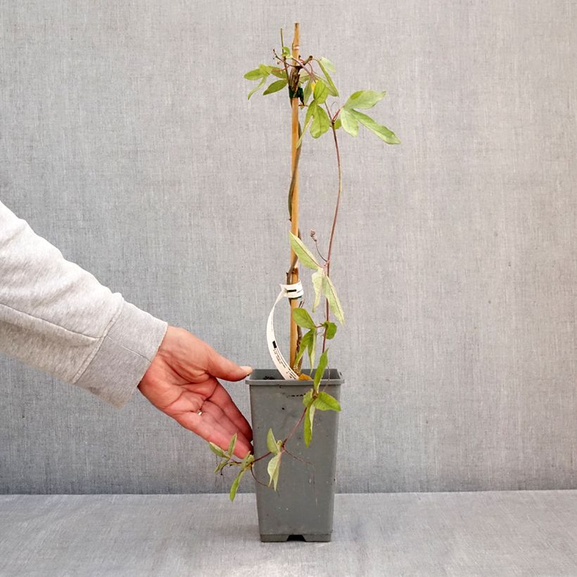 Exemplar von Blaue Passionsblume Clear Sky - Passiflora caerulea Topf mit 1,5L/2L wie im Herbst geliefert