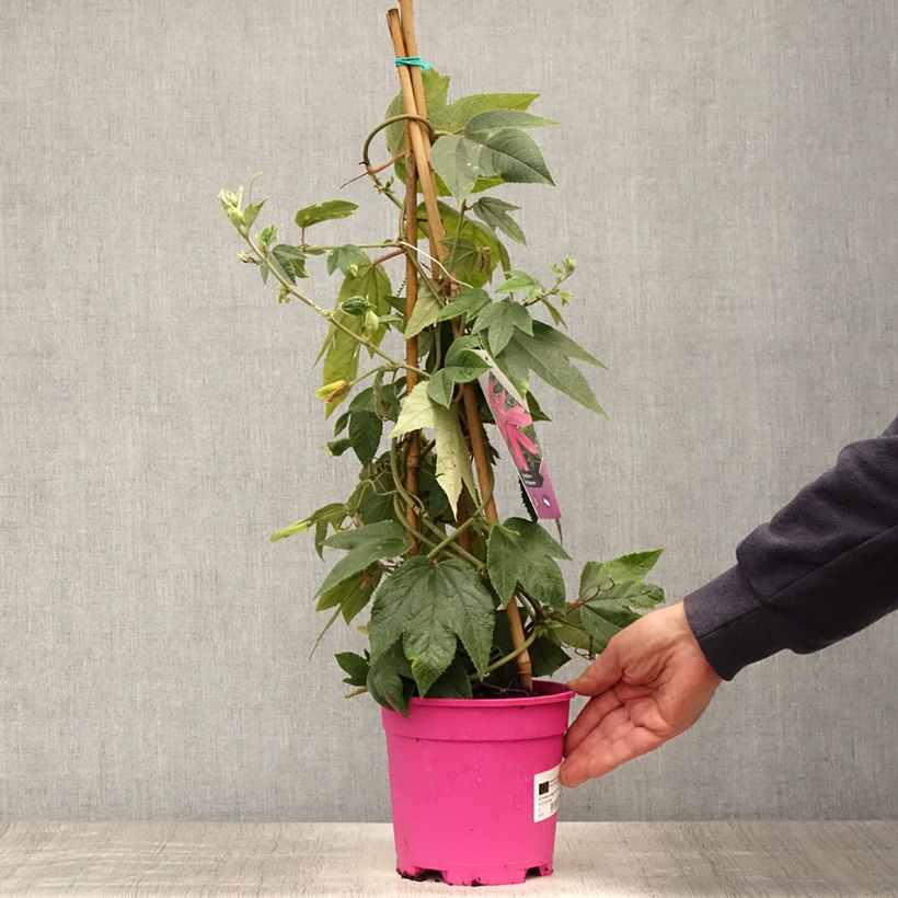 Example of Passionsblume Pink Passion - Passiflora insignis Topf mit 2L/3L as you get in ete