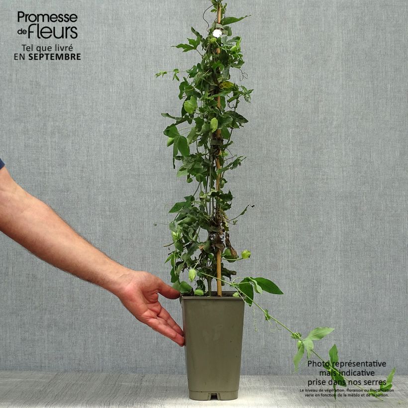 Example of Passionsblume Lady Betty Myles Young - Passiflora Topf mit 3L/4L as you get in automne