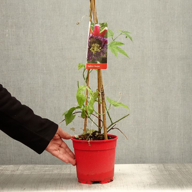Example of Passionsblume Marijke - Passiflora Topf mit 2L/3L as you get in automne