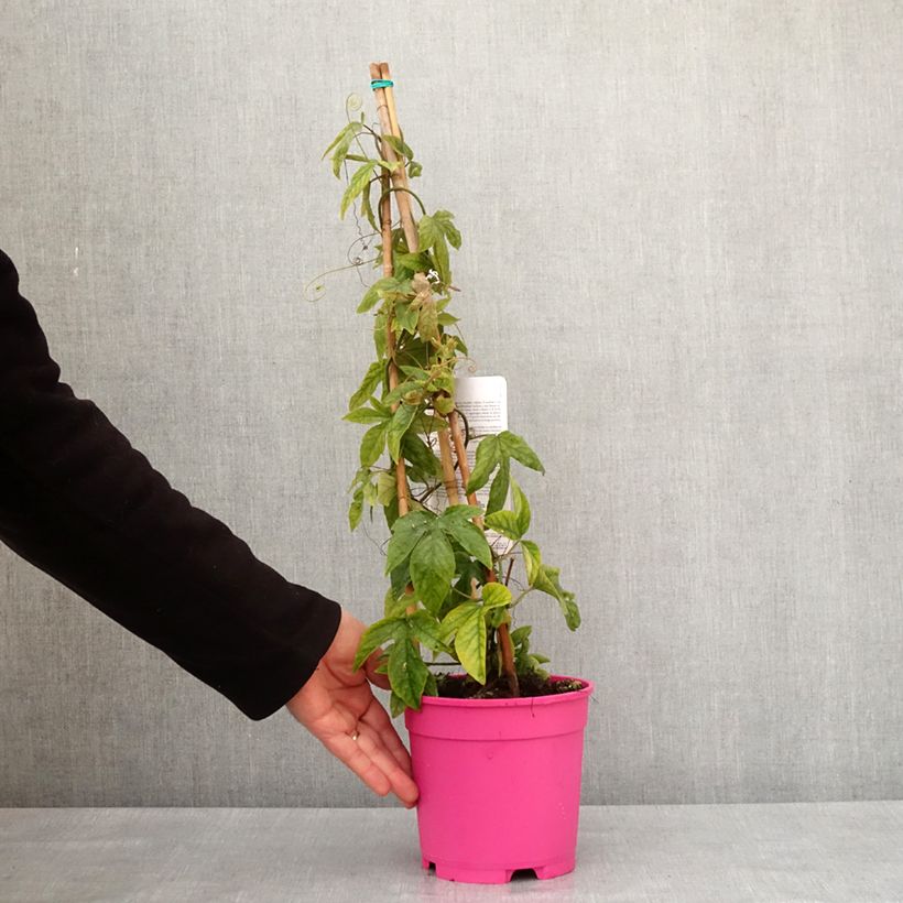 Exemplar von Passionsblume Michael - Passiflora Topf mit 2L/3L wie im Winter geliefert