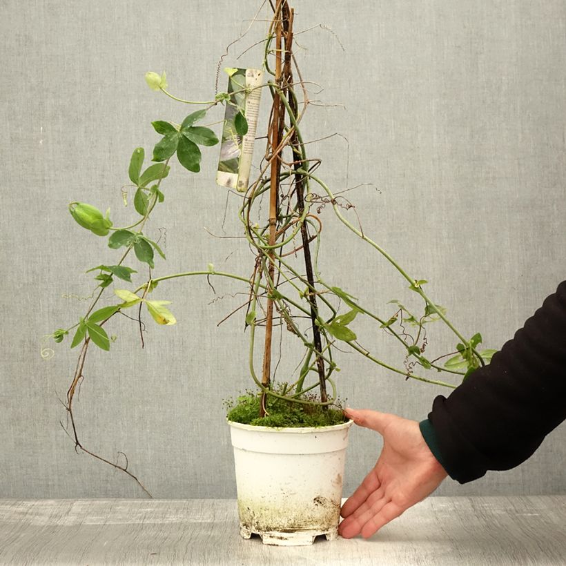 Example of Passionsblume Panda - Passiflora Topf mit 2L/3L as you get in automne