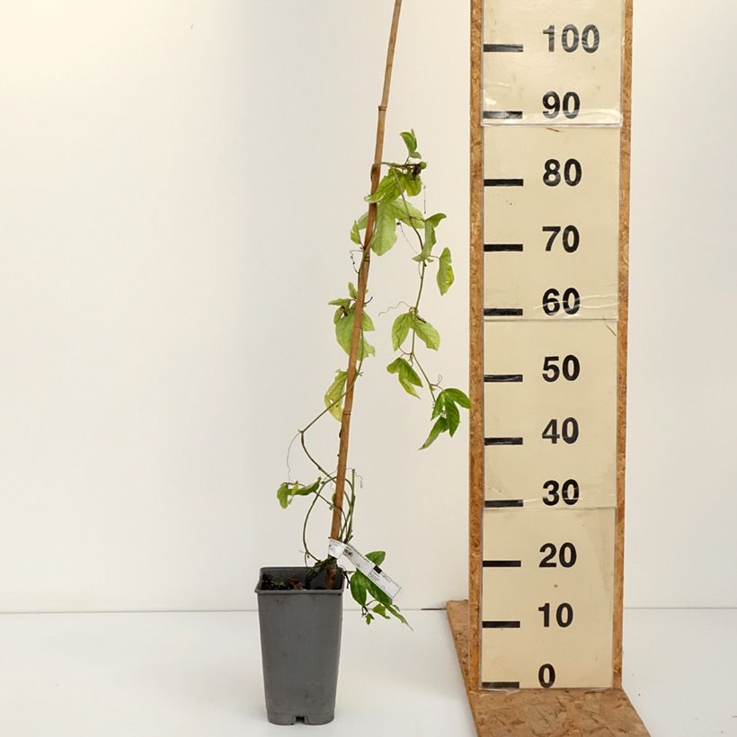 Exemplar von Passionsblume Imperatrice Eugénie - Passiflora Topf mit 3L/4L wie im Herbst geliefert