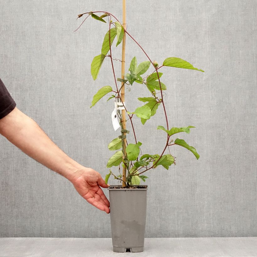 Example of Passionsblume Imperatrice Eugénie - Passiflora Topf mit 3L/4L as you get in printemps