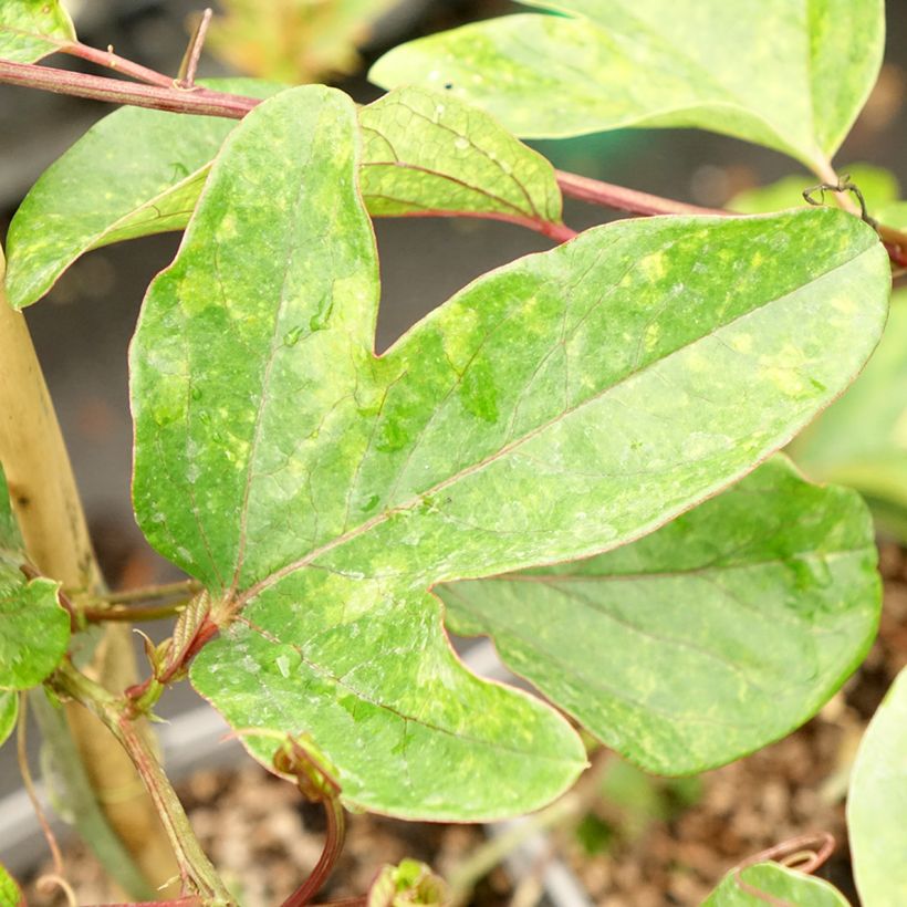 Passionsblume Imperatrice Eugénie - Passiflora (Foliage)