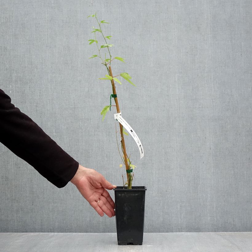 Exemplar von Passionsblume Exoniensis - Passiflora Topf mit 1,5L/2L wie im Herbst geliefert