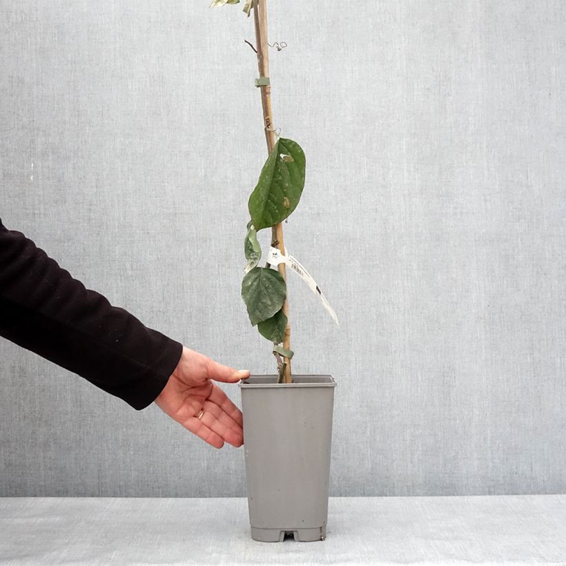 Example of Riesen-Grenadille - Passiflora quadrangularis Topf mit 3L/4L as you get in hiver
