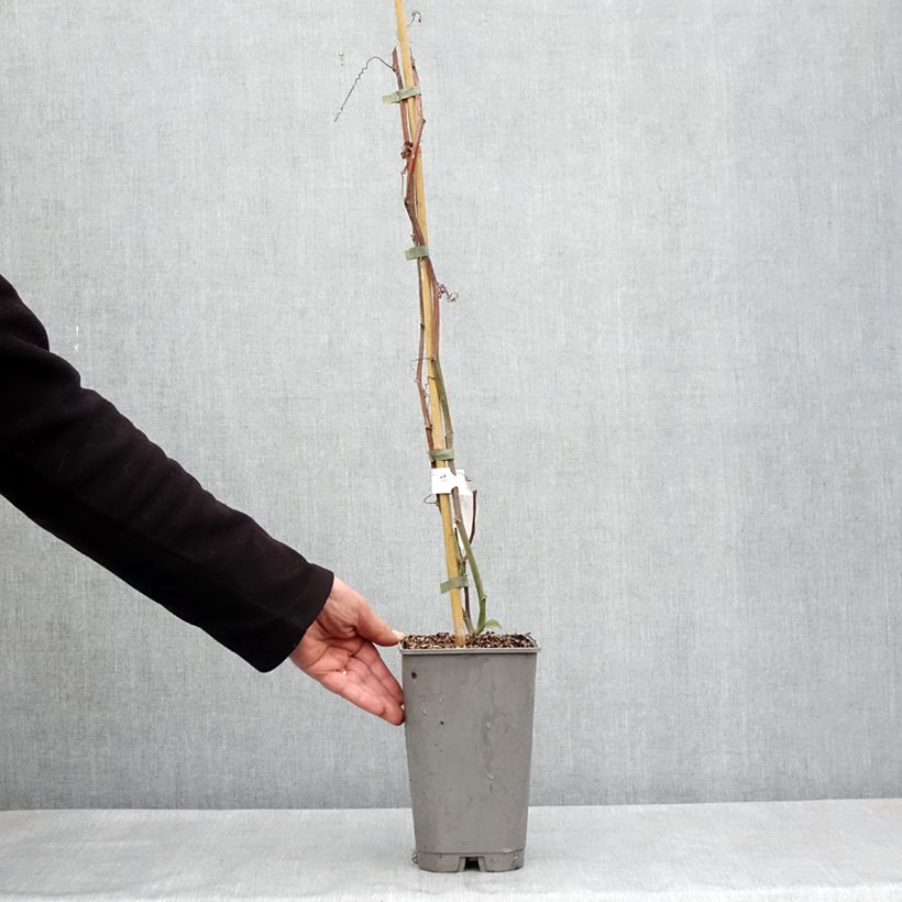 Exemplar von Riesen-Grenadille - Passiflora quadrangularis Topf mit 3L/4L wie im Frühjahr geliefert