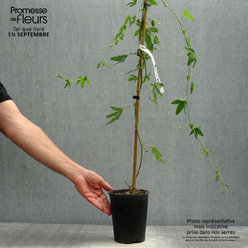 Example of Passionsblume Snow Queen - Passiflora hybrida Topf mit 2L/3L as you get in automne