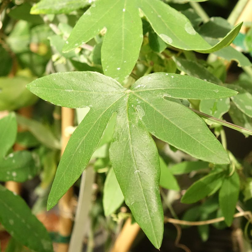 Passionsblume Snow Queen - Passiflora hybrida (Foliage)