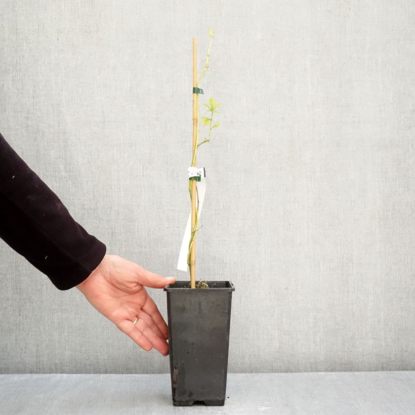 Exemplar von Passionsblume Snow Star - Passiflora incarnata Topf mit 1,5L/2L wie im Herbst geliefert