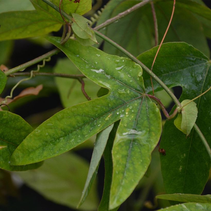 Passionsblume Victoria - Passiflora (Foliage)