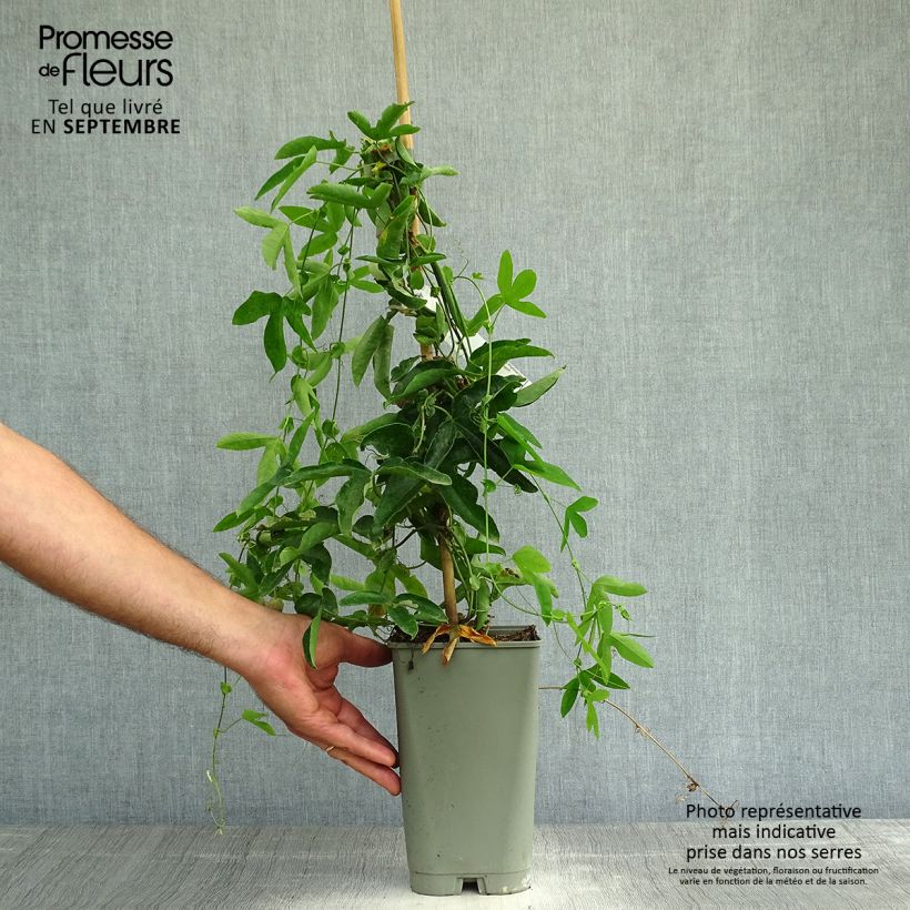Example of Passionsblume Victoria - Passiflora Topf mit 2L/3L as you get in automne