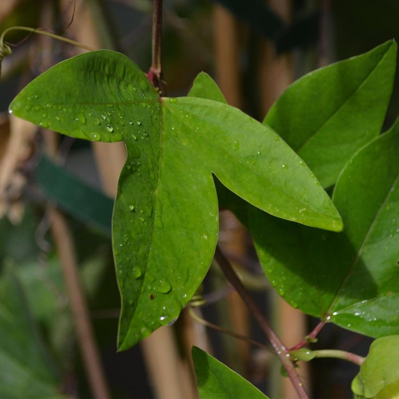 Passionsblume Perfume Passion - Passiflora (Foliage)