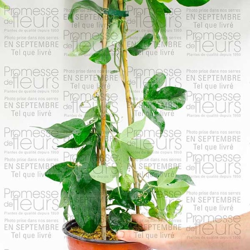 Example of Passionsblume Perfume Passion - Passiflora Topf mit 2L/3L as you get