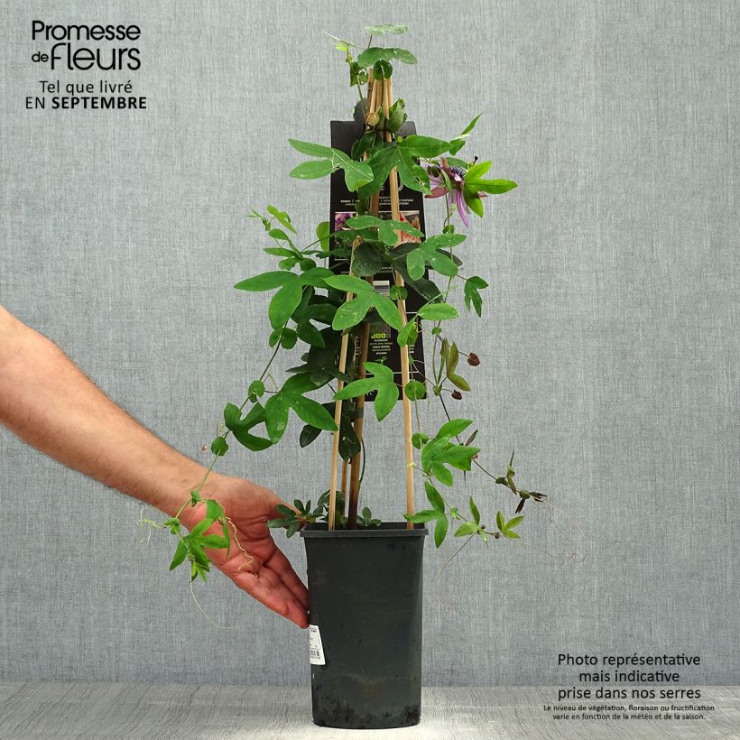 Example of Passionsblume Lavender Lady - Passiflora Topf mit 2L/3L as you get in automne