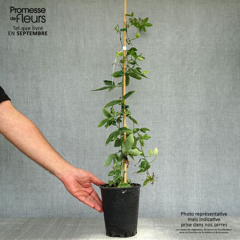 Example of Passionsblume Damsel's Delight - Passiflora Topf mit 2L/3L as you get in automne