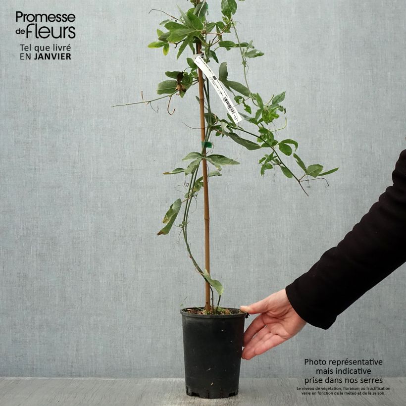 Exemplar von Passionsblume Damsel's Delight - Passiflora Topf mit 2L/3L wie im Winter geliefert