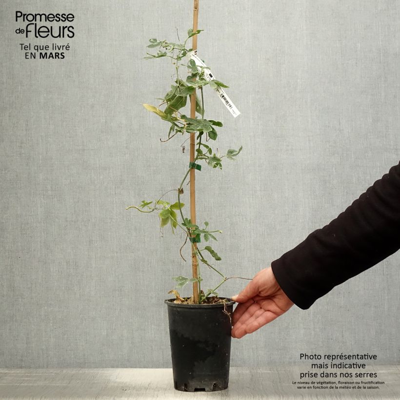 Exemplar von Passionsblume Damsel's Delight - Passiflora Topf mit 2L/3L wie im Frühjahr geliefert