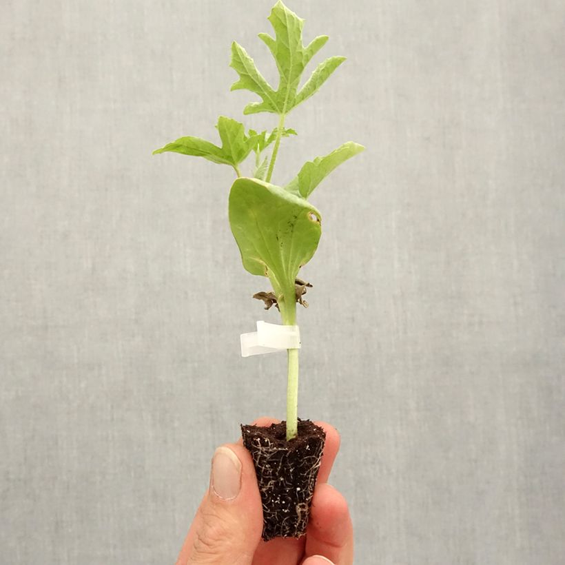 Example of Wassermelone Little Darling F1 Mini-Plug Ø 3/4 cm as you get in printemps