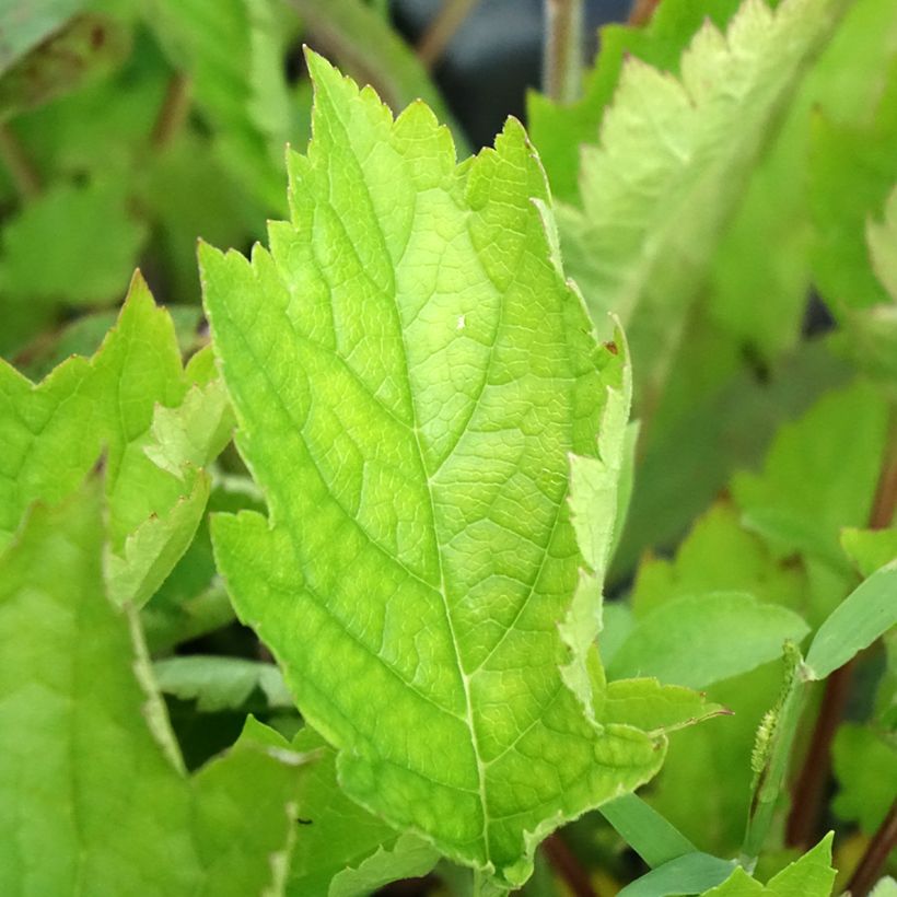 Patrinia gibbosa - Höcker-Goldbaldrian (Foliage)