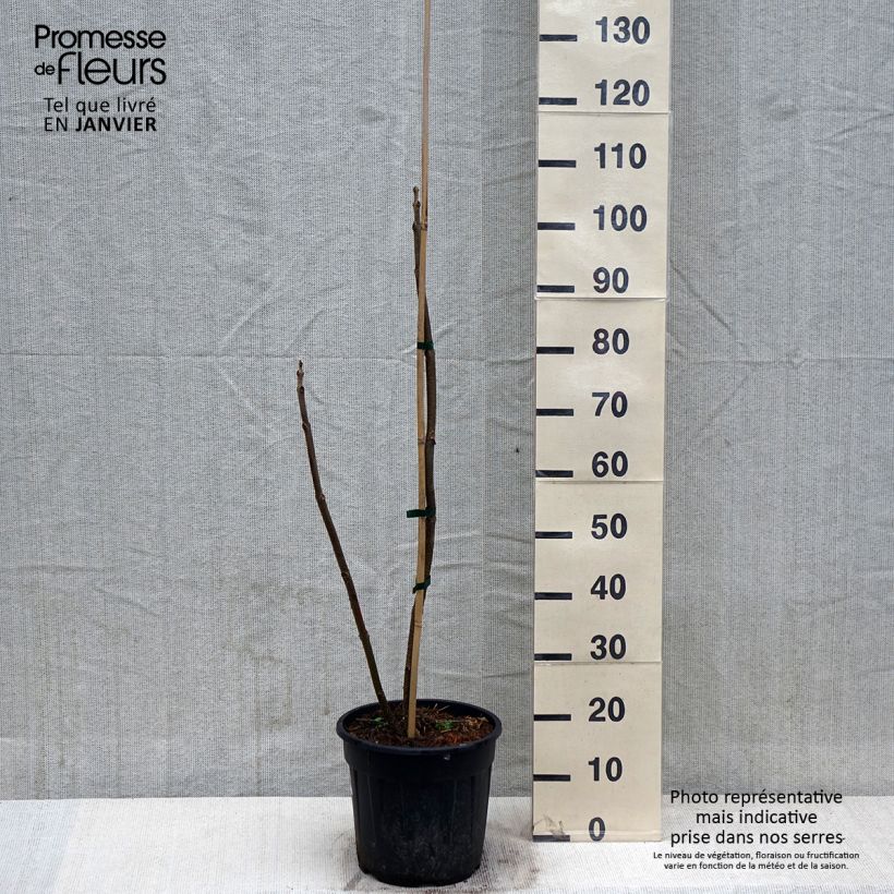 Example of Paulownia elongata - Blauglockenbaum Topf mit 7,5L/10L as you get in hiver