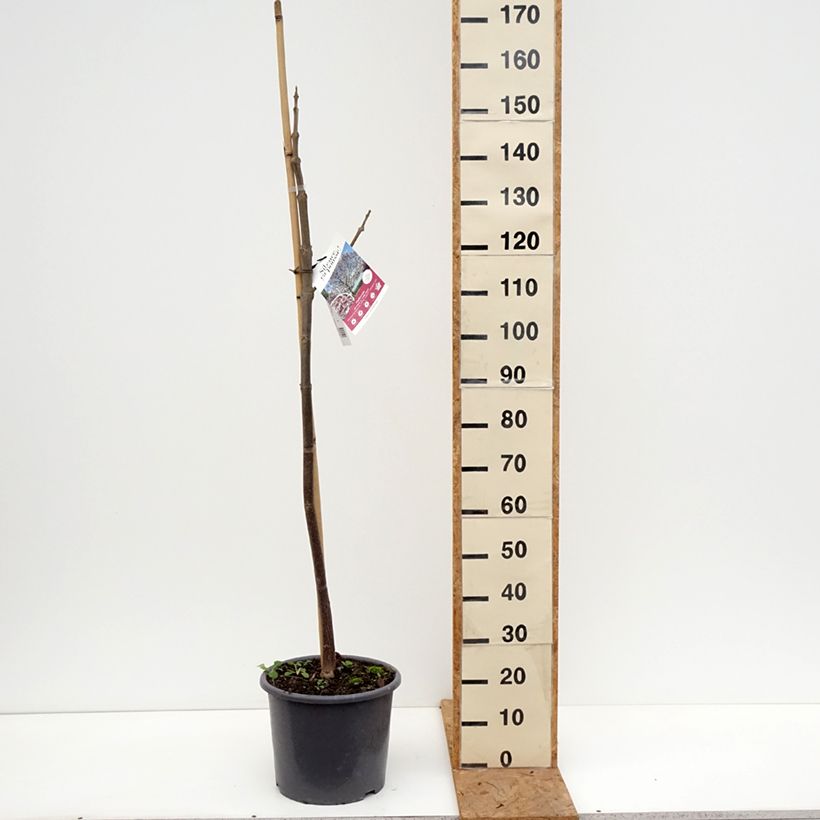Exemplar von Paulownia fortunei April Light - Blauglockenbaum Topf mit 12L/15L, Stämmchen wie im Herbst geliefert