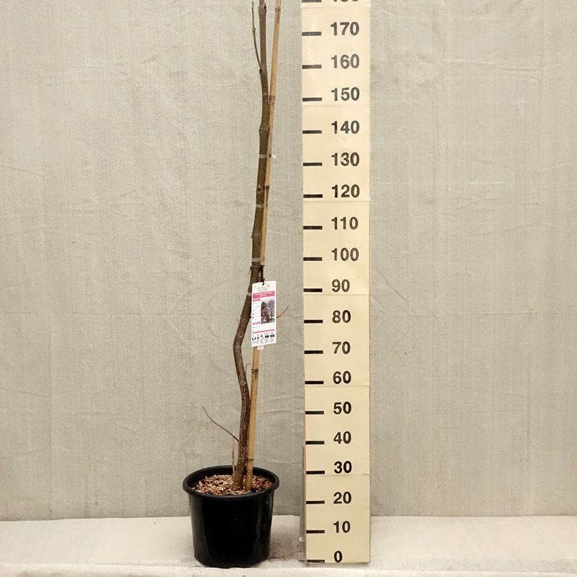 Example of Paulownia fortunei April Light - Blauglockenbaum Topf mit 12L/15L as you get in printemps