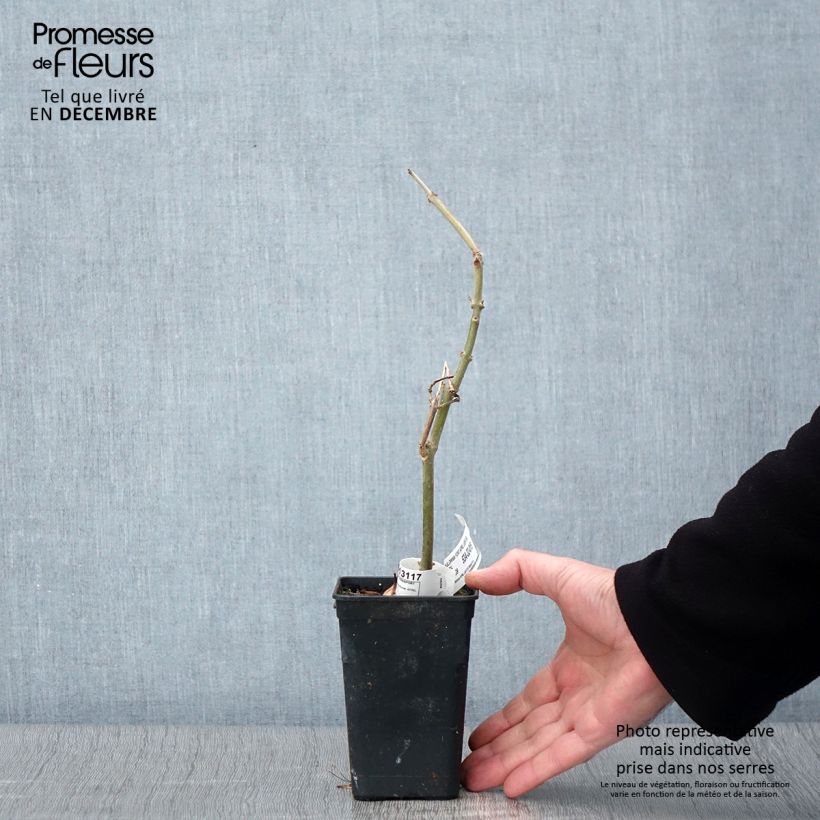 Example of Paulownia fortunei April Light - Blauglockenbaum Topf mit 1L/1,5L as you get in automne